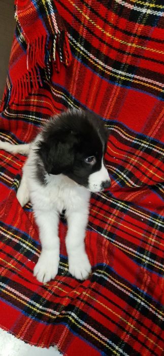 Ciobănesc de bucovina