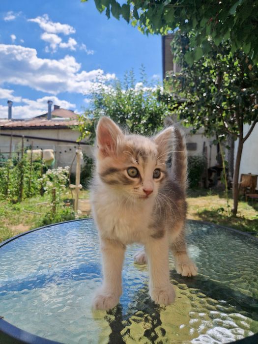 Малко котенце си търси дом