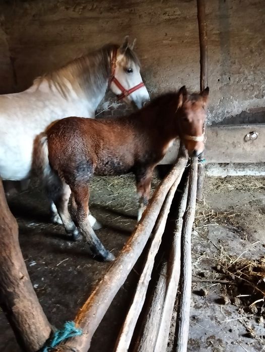 Vand iapa sura de 5 pe 6 ani cu manza de 3 luni