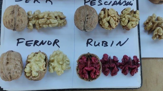 Nuc Rubin (Cu miez Rosu )