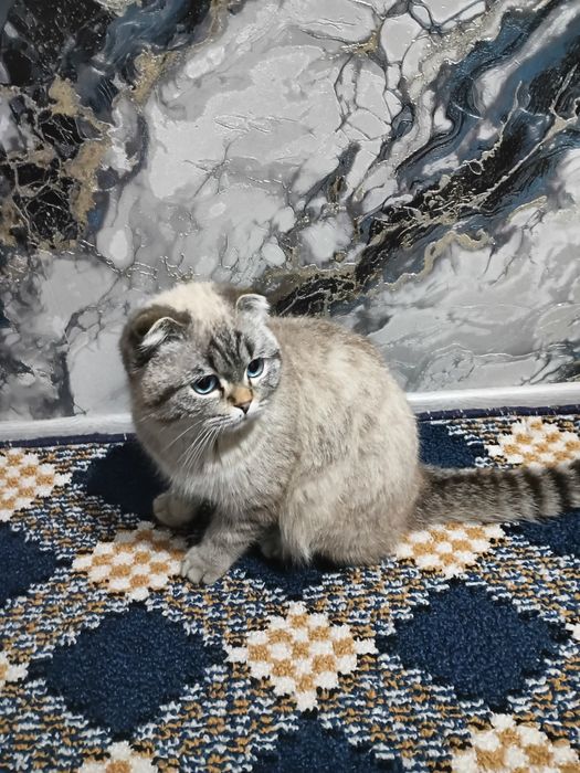 Skottish fold mushugi