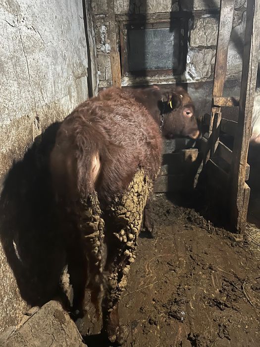 4бас таиынша сатылады