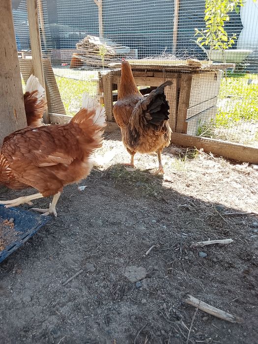 Продам куры домашние