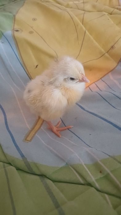 Цыплята КОББ 500