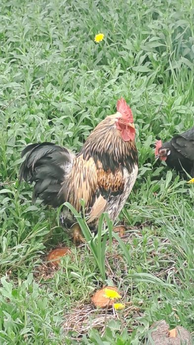 Декоративные куры 6шт