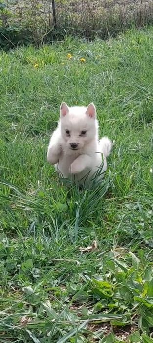 Западно сибирские щенки