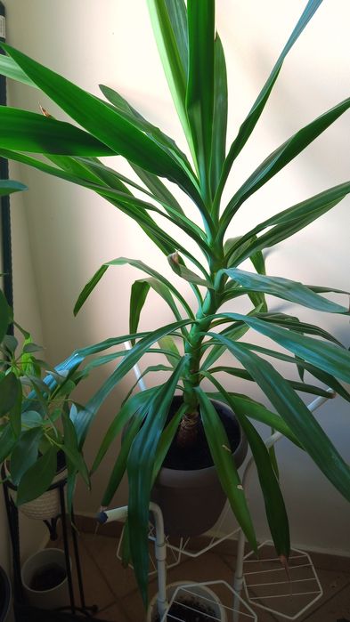 Палма Юка в отлично състояние