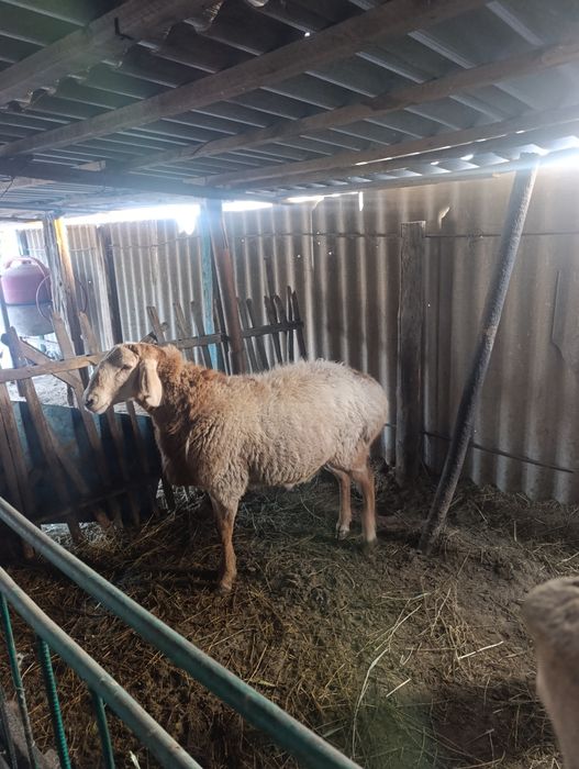 Арашан қошқар сатылады