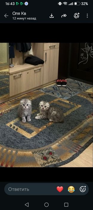 Вислоухие котята