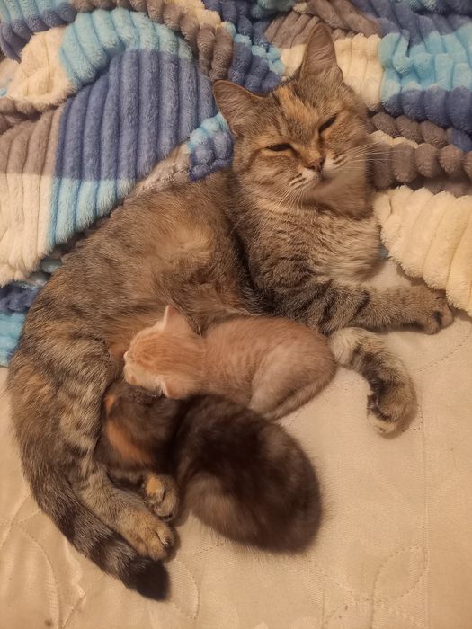 Отдам котят в добрые руки