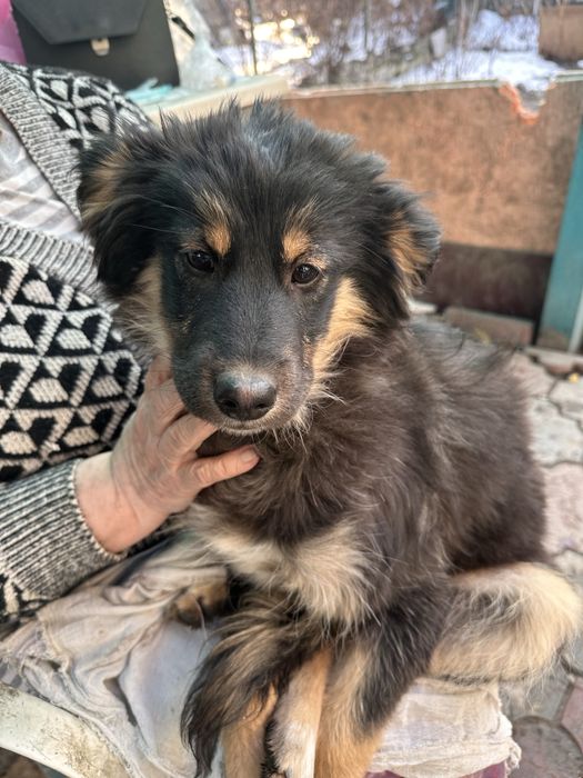 Девочка-щенок ждет свою семью