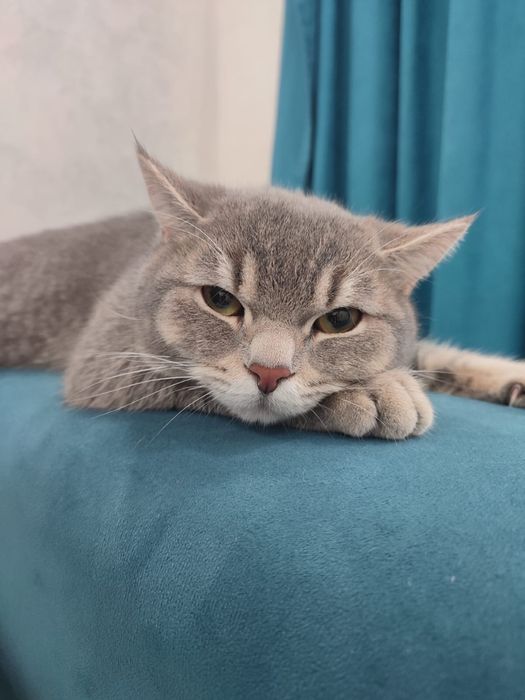 Метис, в добрые руки