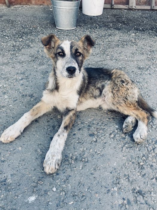 Күшік лайка