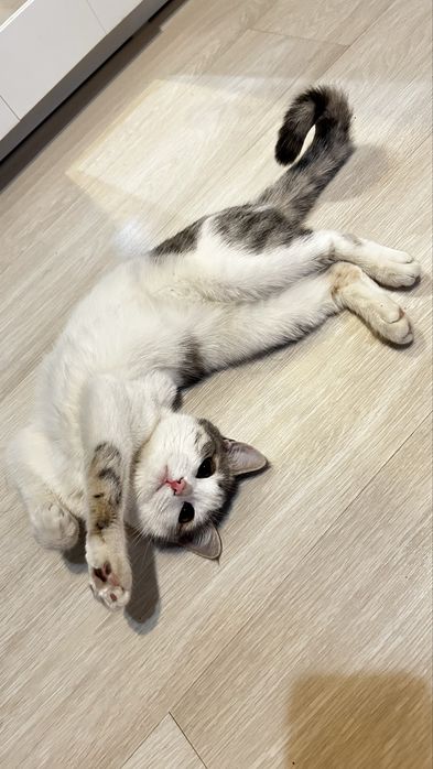 Отдам кошку в добрые руки