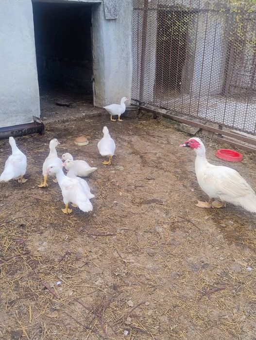 Vând rațe leșești