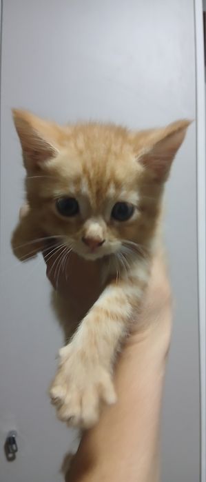 Отдам котят в хорошие руки