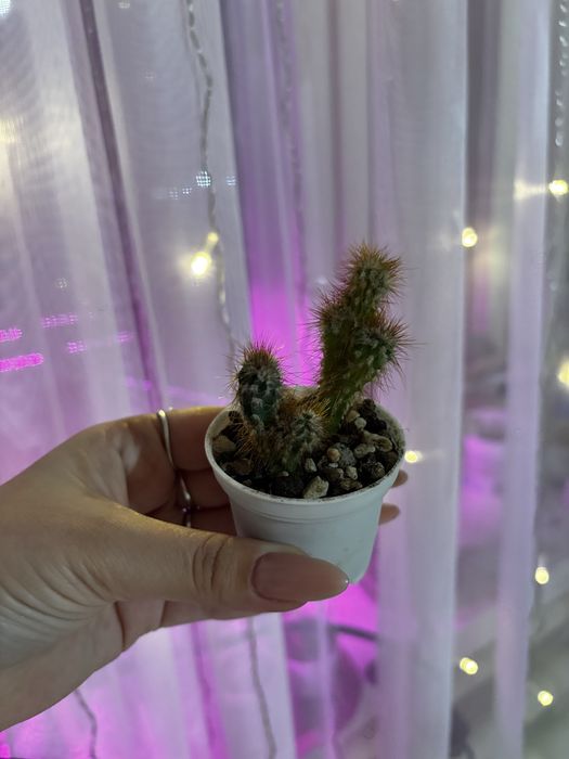 Кактусята разные