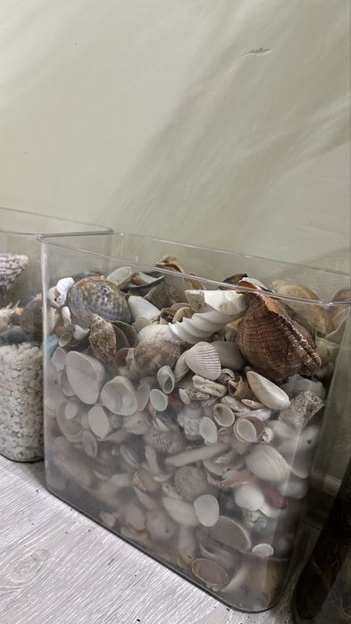 Ракушки 6кг морские