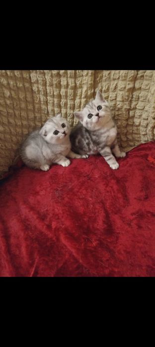 Продам отличных шотландских котят.