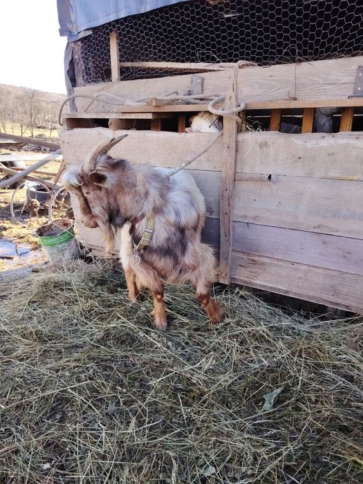 Țap de vânzare comuna Iclod sat Orman