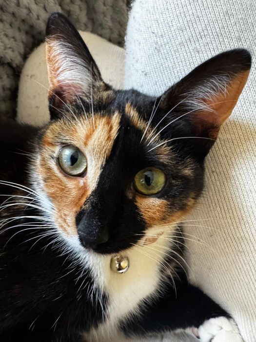 Adopție pisicuța Cleo