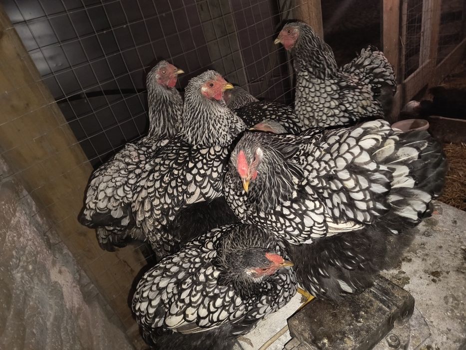 Găini sau ouă wyandotte de 3 culori