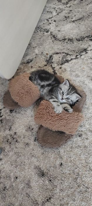 Котенок шотландец