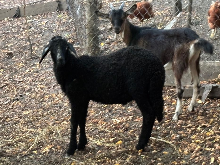 Vând berbecuț din rasa karakul