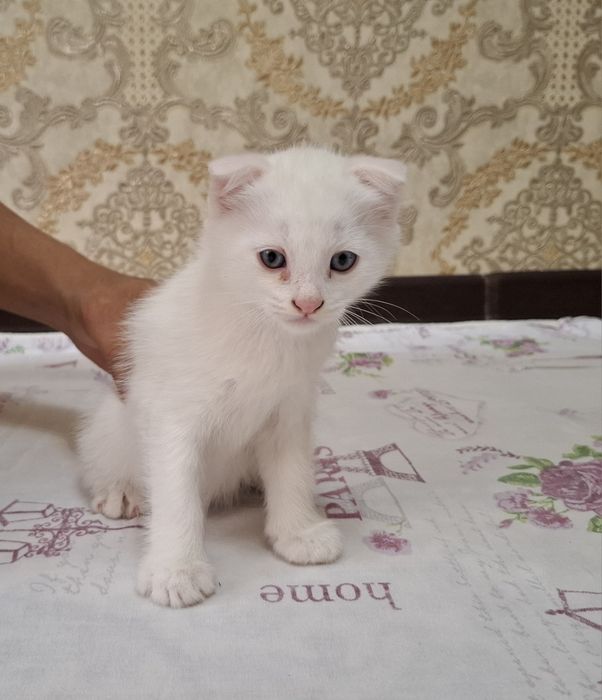 Scottish Fold mushuk sotiladi.