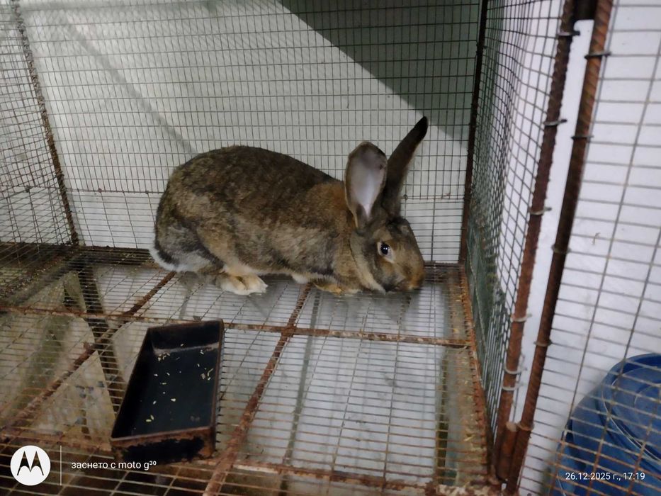 Зайци за разплод калифорнийски, бял великан и др.