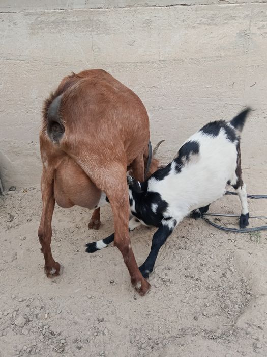 Ешкі сатылады лағымен