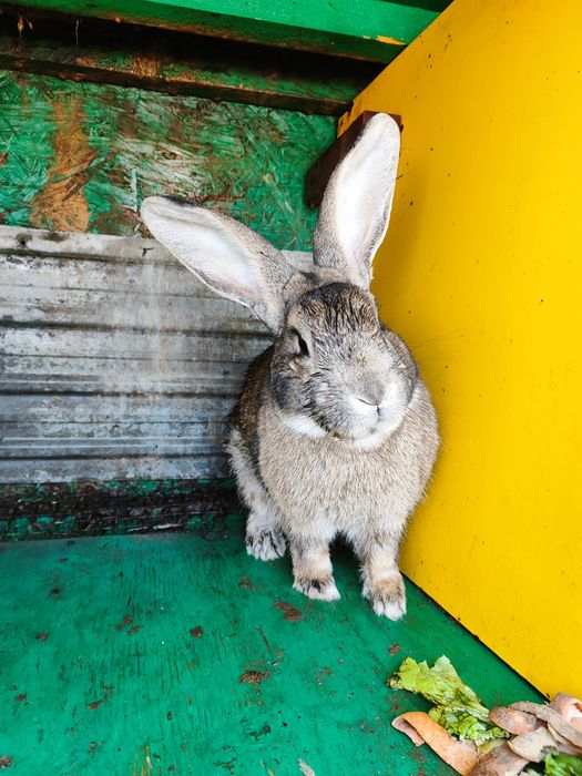 Животные, кролики