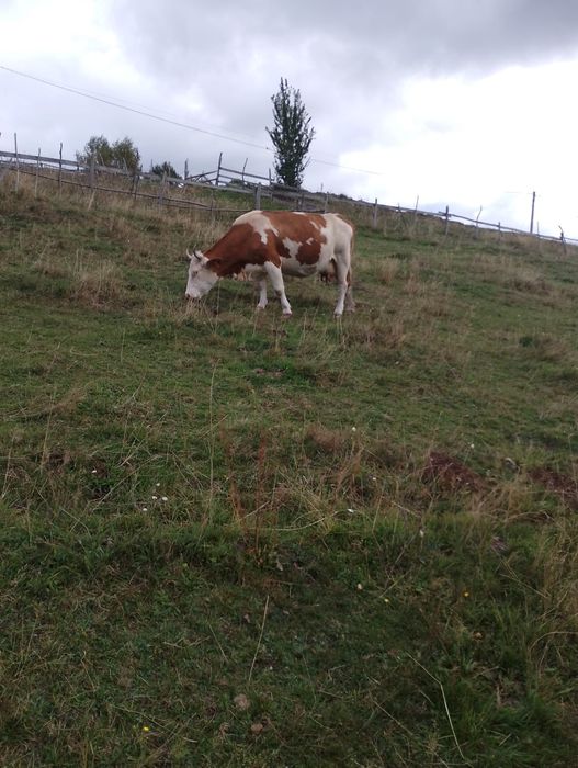 Vând doua vaci gestante