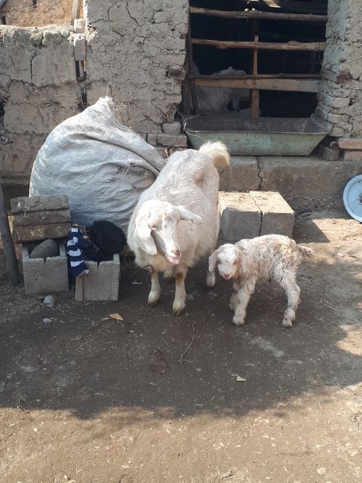 Sog‘lom echki ikkisiyam