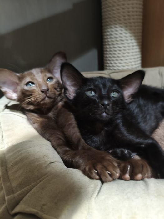 Ориентальные котята экстрим и современный тип