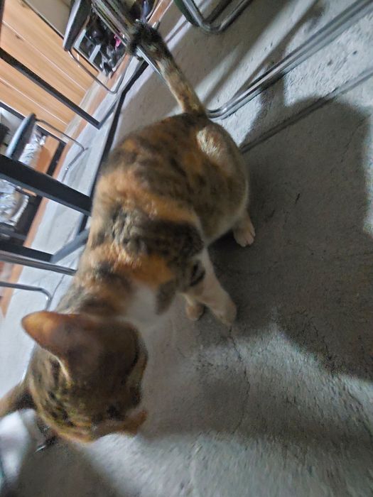 Uy mushugi sotiladi.