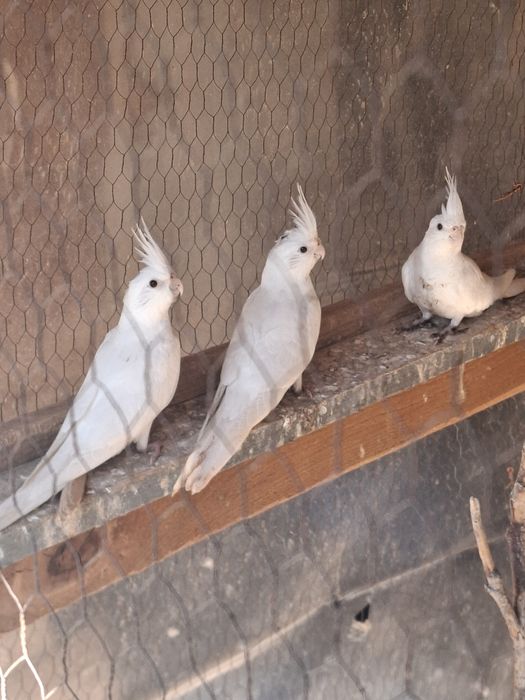 Папагали корела Пловдив