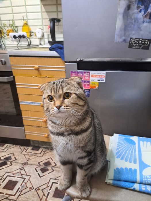 Вязка красивого котика