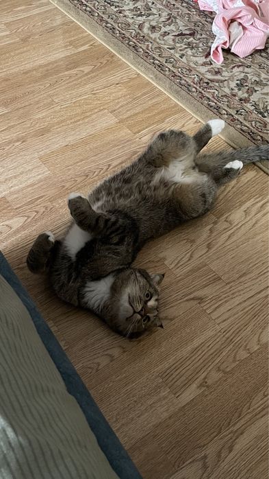 Кошкаа астанаааа бесплатнооо