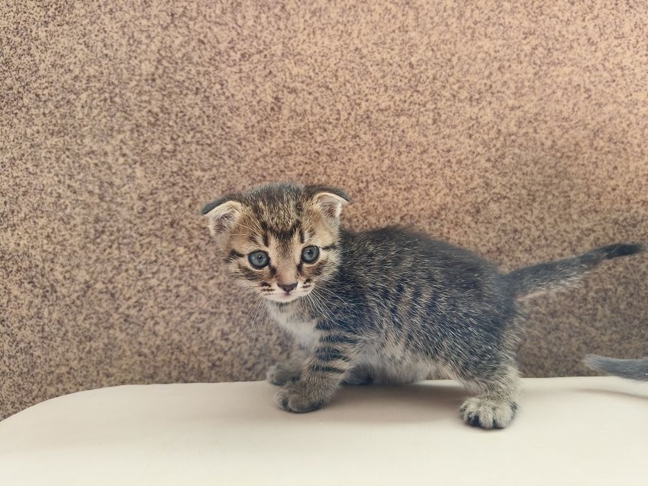 Отдам котенка в добрые руки