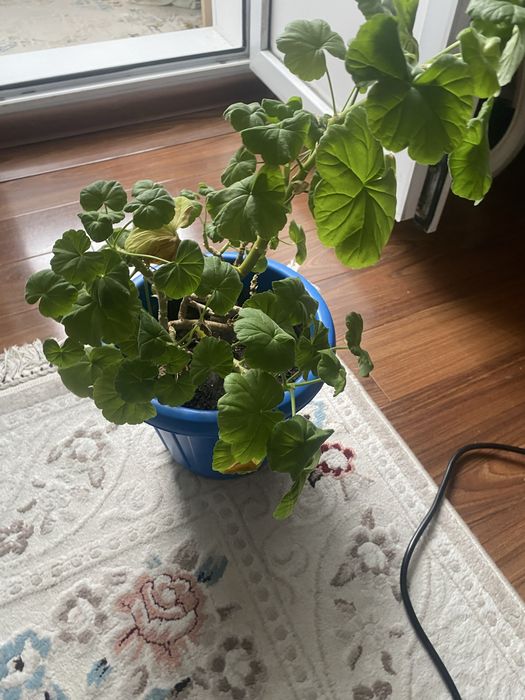 продам герань срочно