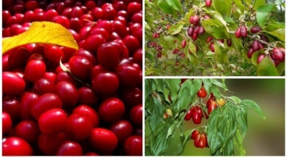 Puiet corn fructifer ( Cornus Mass) diferite inaltimi