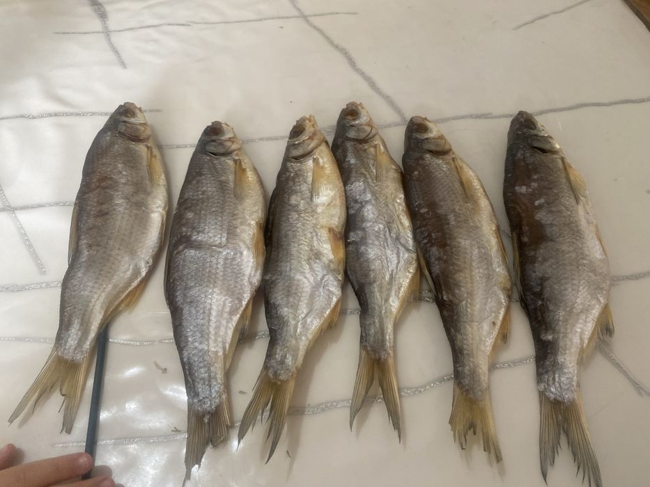 Кепкен ребец балықтары бар