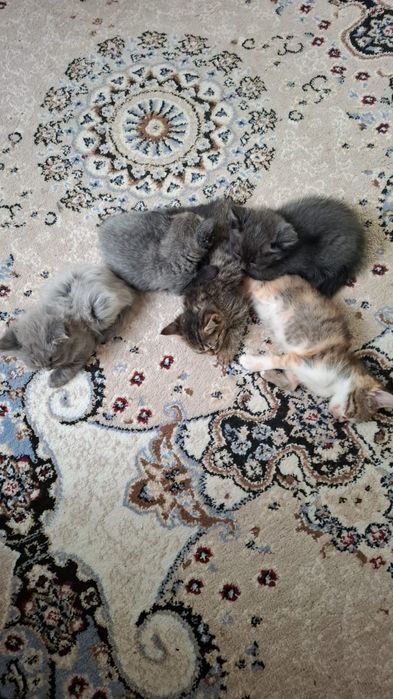 Ласковые котята отдадим в добрые руки