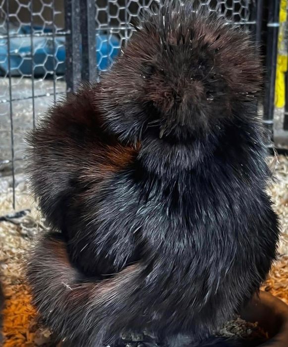 Сотилади куен парт шолк тухумлари. / 30000, / манзил шахрихон