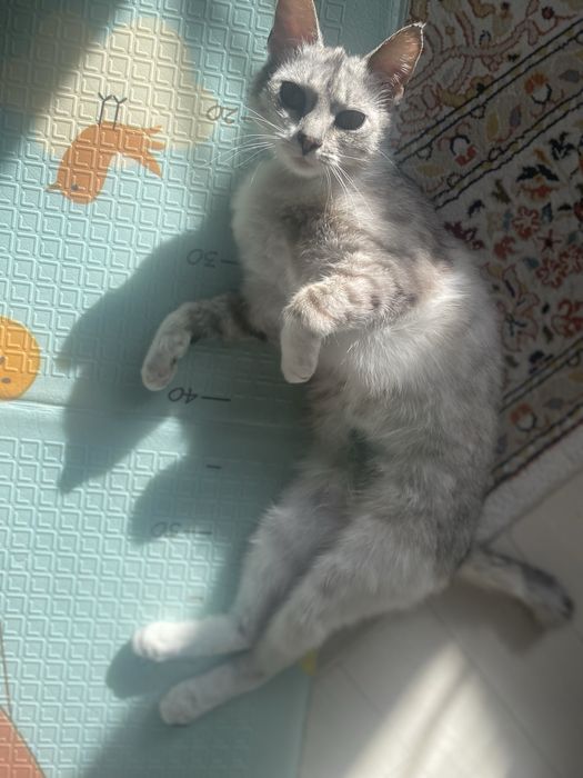 Отдам кошечку в хорошие добрые руки