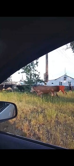 Продам коров дойных