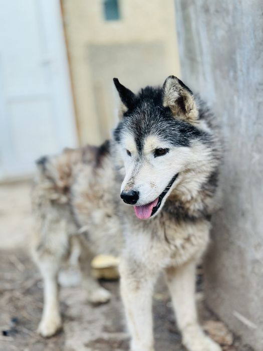 Хаски. Кобель в добрые руки