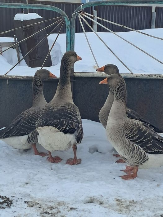 Гуси на развод . Қаздар тұқымға.