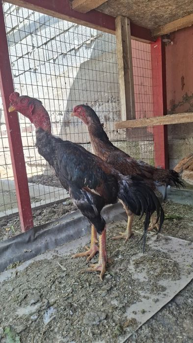 дакан, бойцов шамо